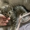 キジトラ オス1ヶ月 可愛い子猫です サムネイル5
