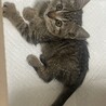 キジトラ オス1ヶ月 可愛い子猫です サムネイル6