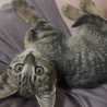 キジトラ オス1ヶ月 可愛い子猫です サムネイル2