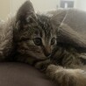 キジトラ オス1ヶ月 可愛い子猫です サムネイル7