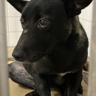 殺処分対象❗️収容期限10/28迄❗️延長なし