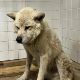 殺処分対象❗️収容期限10/29迄❗️延長なし