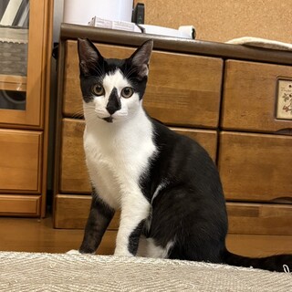 すぐにへそ天しちゃう　しずくくん