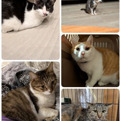 5匹の医療について