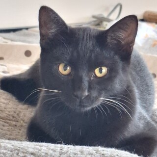 交通事故寸前で保護！遊び盛りの黒猫