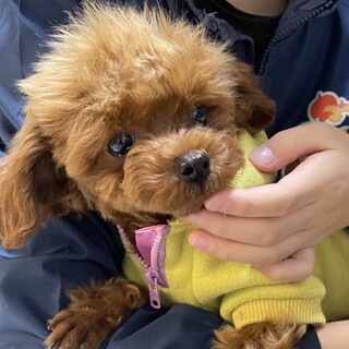 トイプードル・女の子・5ヶ月