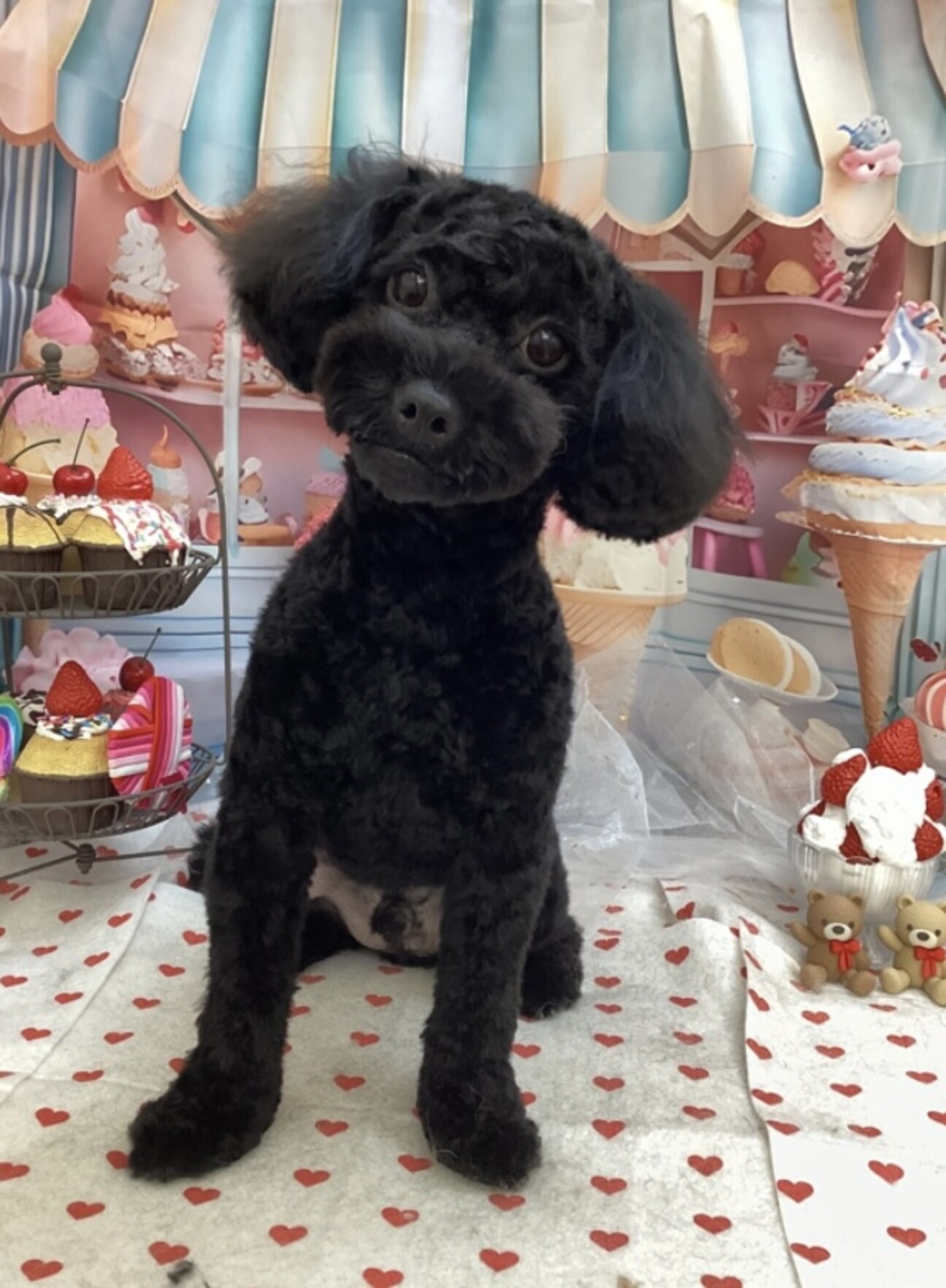 美品✨ayane プードルフーデッドベスト ブラック ayane 】 プードルファーフーデッドベスト（873820） | LARACROFT