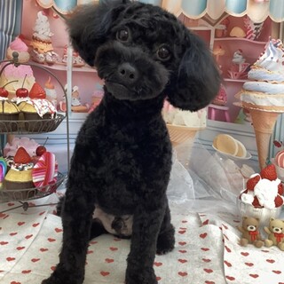 ⭐︎トイプードル⭐︎ブラ」大阪府 - 犬の里親募集(528600