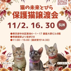 ★猫の未来とびら譲渡会★東銀座徒歩2分★東劇隣