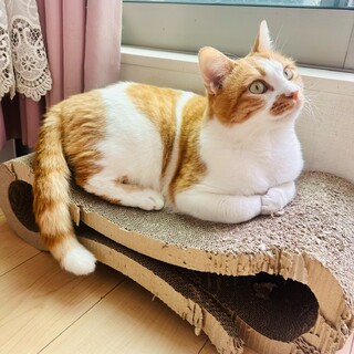 元気で明るいマンチカン男の子