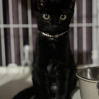 美男子黒猫アムくん