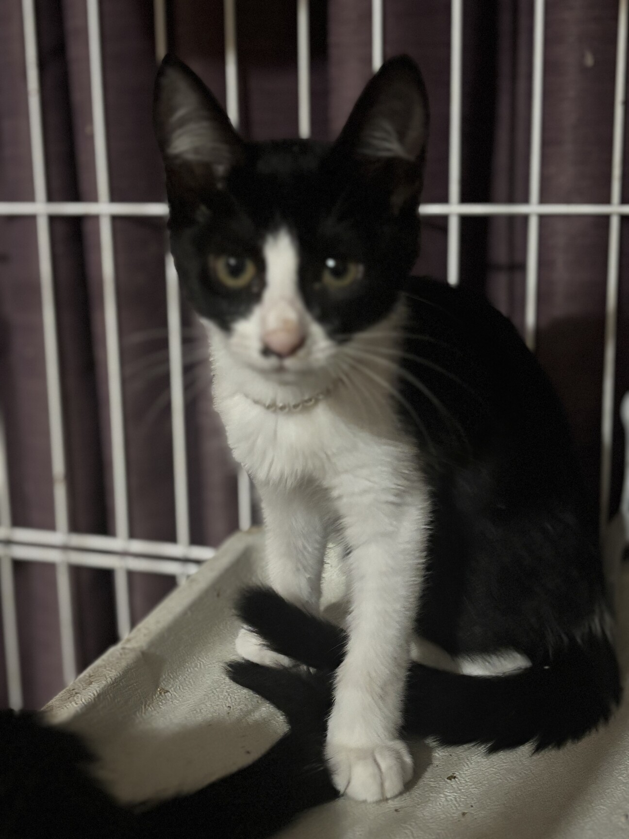 お姫様気質のサランちゃん」東京都 - 猫の里親募集(528605) 1枚