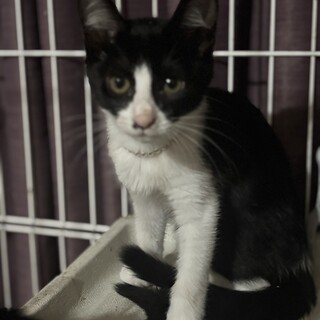 お姫様気質のサランちゃん