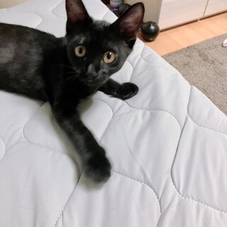 ブラックスモーク × 大阪府が募集対象」保護猫の里親募集情報