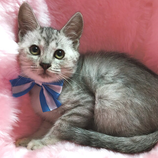 美しいシルバーの美猫『しおちゃん』２カ月