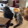 てつとはるとまめ