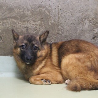 ３匹の黒いお顔の小さな兄妹たちその②ポピーちゃん