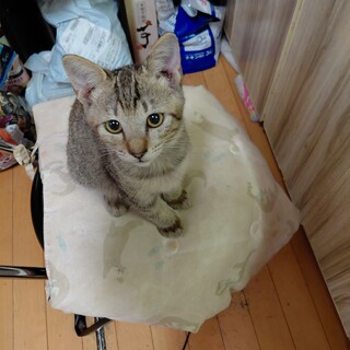 母親を事故で亡くした子猫