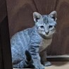 母親を事故で亡くした子猫 サムネイル2