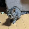 母親を事故で亡くした子猫 サムネイル3