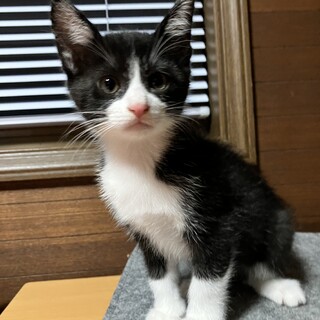 ありがとうございました★ハチワレ　リルちゃん