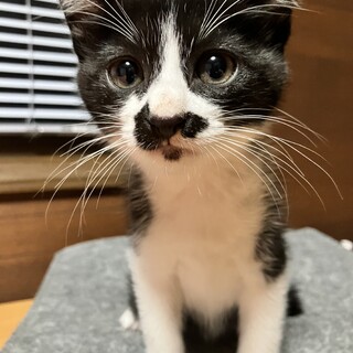 可愛らしい　リロくん