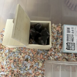 逆パンダゴールデンハムスター