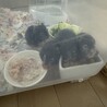 逆パンダゴールデンハムスター サムネイル2