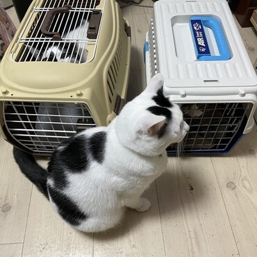 風邪のため受診のトム兄とワクチン接種に行く航太朗が何故だか許せないまつり姉さん。