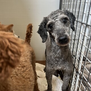 優しい男の子トイプードルのグレー君