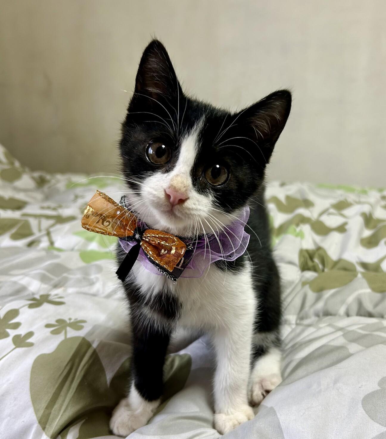 可愛すぎるハチワレ☆殿（」東京都 - 猫の里親募集(528601