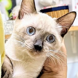 第75回【ねこ心譲渡会】