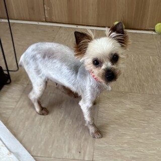 チワックスの仔犬です。ぜ」群馬県 - 犬の里親募集(221276