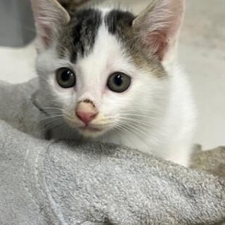 可愛い兄妹　優先期間内にお迎えください。