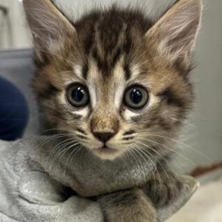 可愛い兄妹　優先期間内にお迎えください。