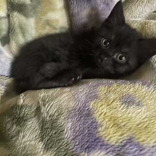 乳飲み子で遺棄された兄妹仔猫