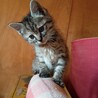 急募 元気な子猫の里親さん募集 サムネイル4