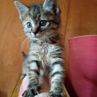 急募 元気な子猫の里親さん募集