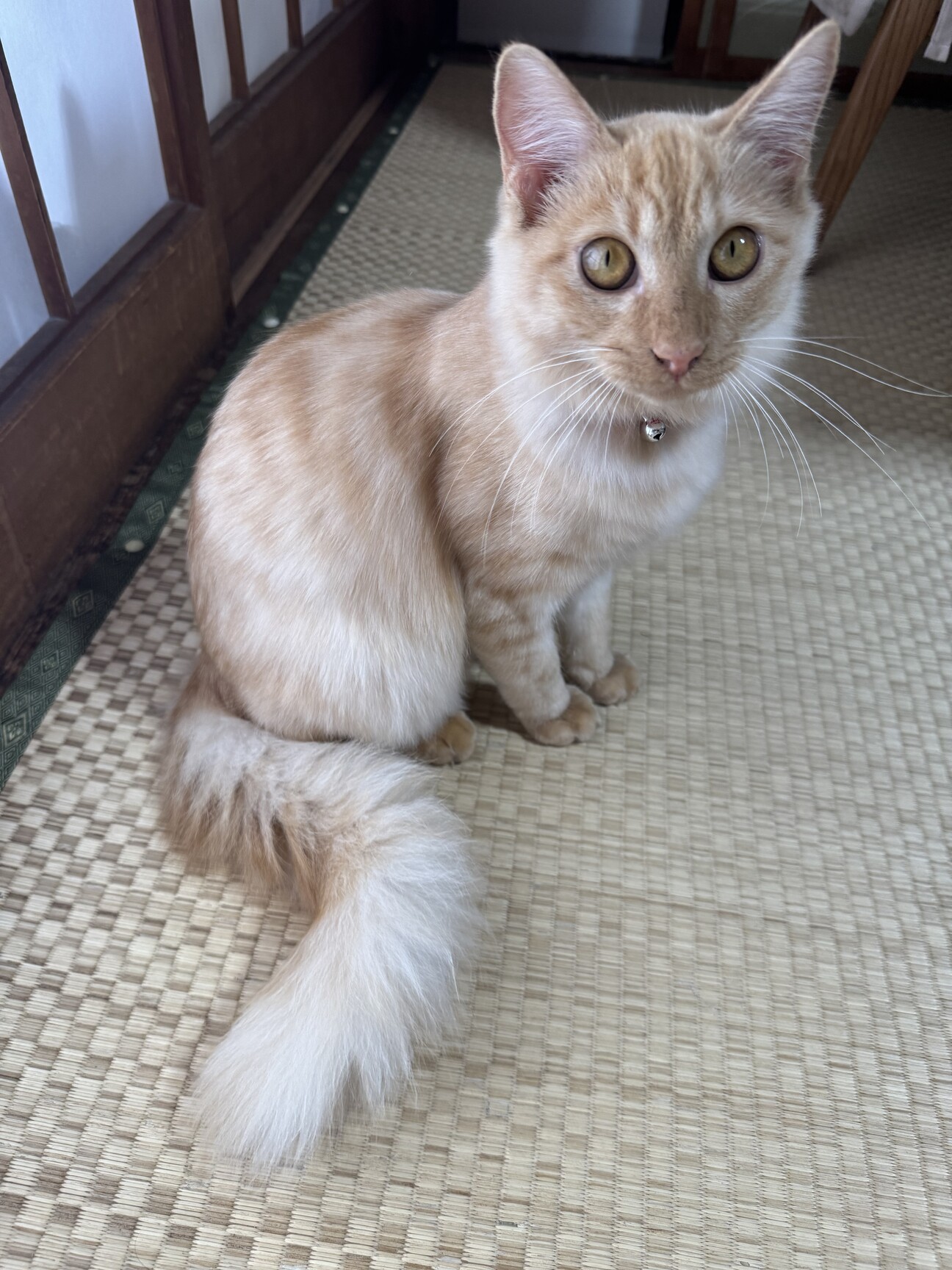 仔猫里親さん募集!」茨城県 - 猫の里親募集(528625) :: ペットの