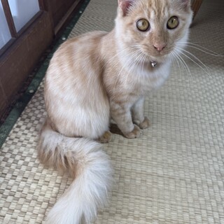 甘えん坊くん茶トラ♪