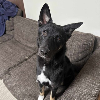 元気いっぱいオレオ[1歳]ミックス犬