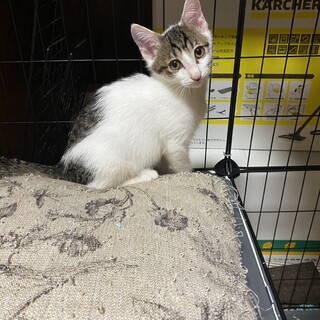 元気いっぱい三兄弟のきんつば