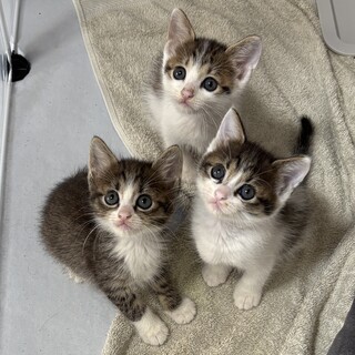 【11/16三田】元気いっぱい！よく食べる妖精さん