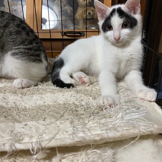 元気いっぱい三兄弟白玉