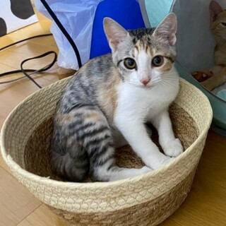 美人姉妹のもも