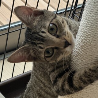 【4/19恵比寿】人慣れ頑張っててえらい！美猫兄妹