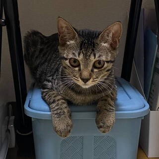 美人姉妹のキジトラりんちゃん