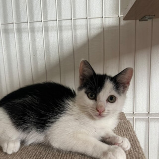 好奇心旺盛の女の子です