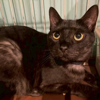 とっても甘えん坊で元気なロイド♪