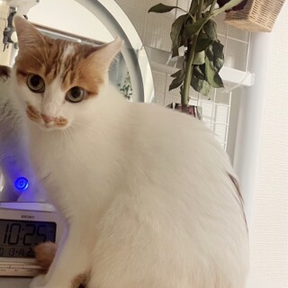 茶白の可愛い女の子